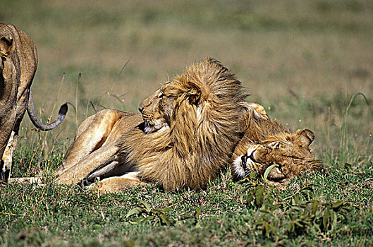 非洲狮,狮子,卧,草地,肯尼亚