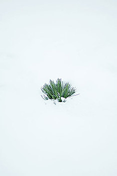 常绿植物,枝条,出现,雪