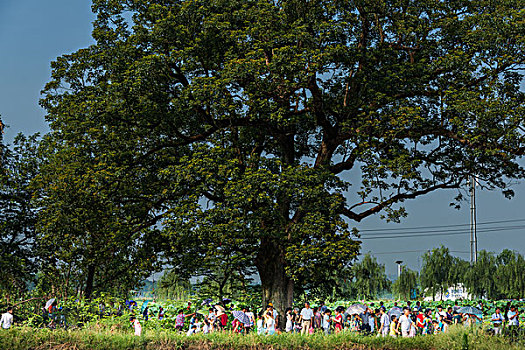 红豆杉,乔木科,蓝天,人群,夏天,聚会,拍照,活动,古树,树干,1100年,树,村庄,农村,大树