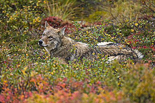 灰狼,狼,休息,苔原,德纳里峰国家公园,阿拉斯加