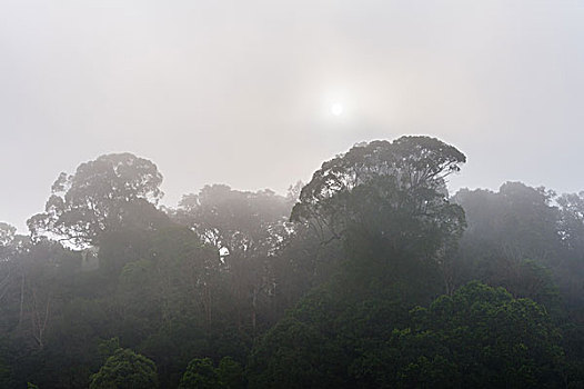 丛林,雾气,剪影,树,佩里亚,坝,泰米尔纳德邦,印度,亚洲