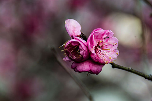 梅花报春