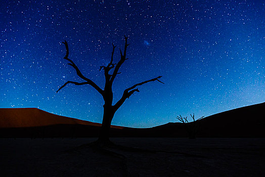 枯木,正面,星空,死亡谷,索苏维来地区,纳米比亚,非洲