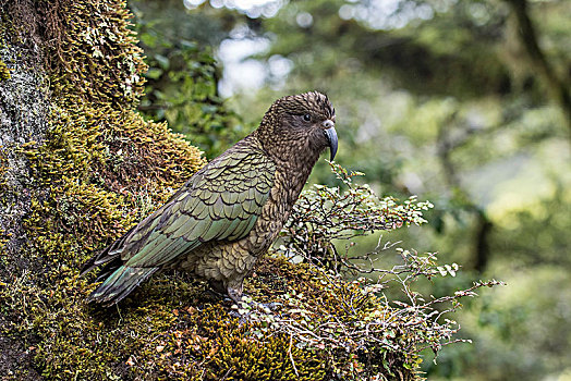 食肉鹦鹉,啄羊鹦鹉,雨林,峡湾国家公园,南部地区,新西兰,大洋洲