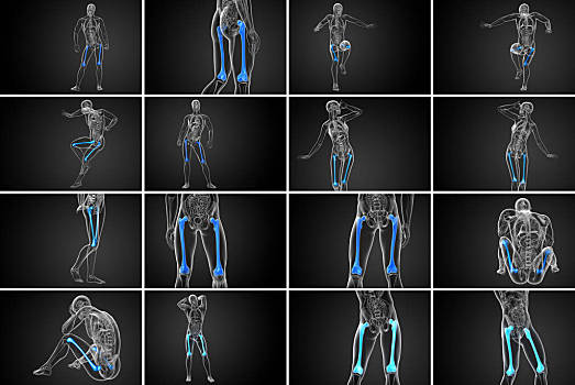 医学插画,股骨,骨头