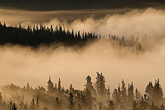晨雾,靠近,天鹅,湖,阿拉斯加公路,育空,加拿大