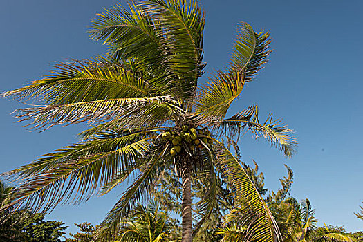 仰视,椰树,海湾群岛,洪都拉斯