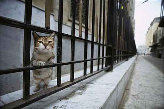家猫,好奇,成年,凝视,栏杆,城市街道,欧洲
