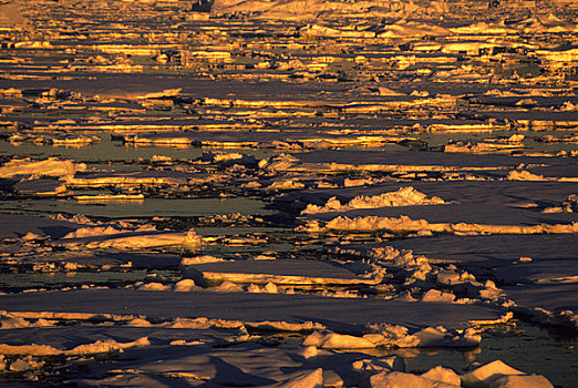南极半岛,区域,浮冰,午夜,阳光