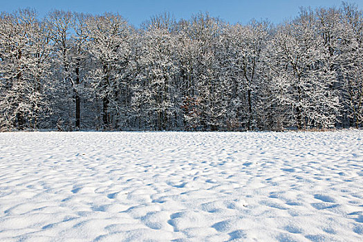积雪,树,草地,图林根州,德国,欧洲
