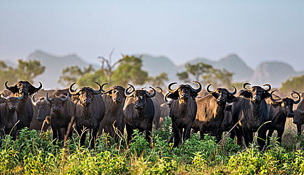 乌干达,一个,许多,大,牧群,水牛,罐,风景,山谷,国家公园,荒野,壮观,东北方,南苏丹