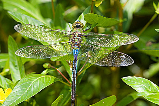 普通,绿色,绿蜻蜓,帝王晏蜓,湿地,自然,中心,伊利诺斯,美国