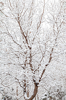 玉渊潭冬雪