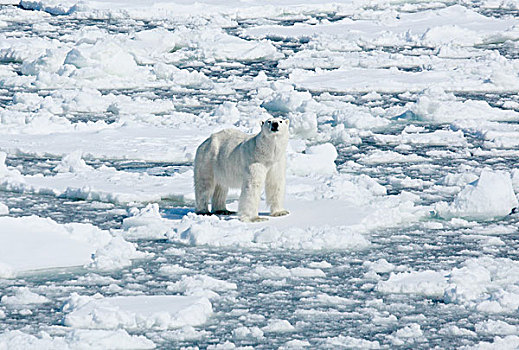 北极熊,站立,冰,斯瓦尔巴群岛,挪威