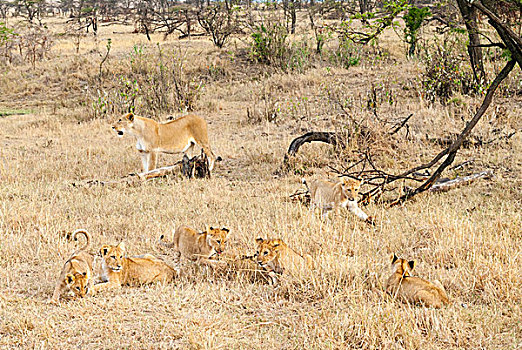 幼狮,雌狮,狮子,马赛马拉国家保护区,肯尼亚