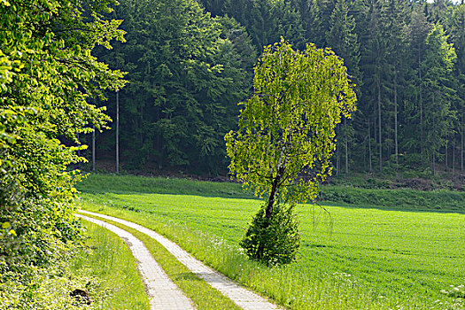 风景,斜坡,桦树,桦属,路边