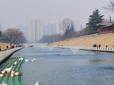 一群鸭子水中游,鸭子戏水,戏水鸭子