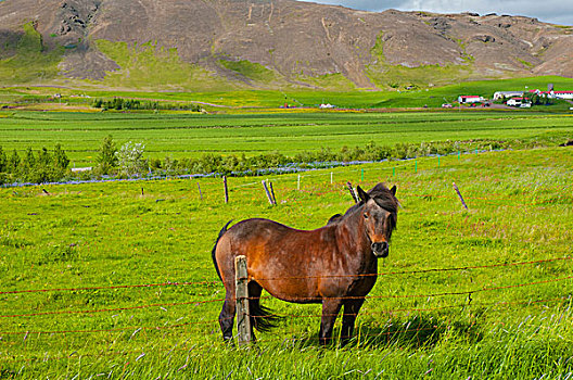 冰岛,南,区域,冰岛马