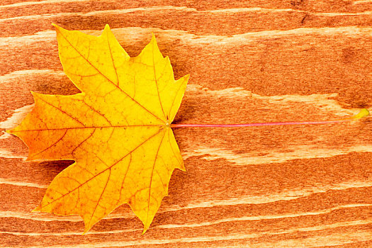 秋叶,褐色,木头,背景