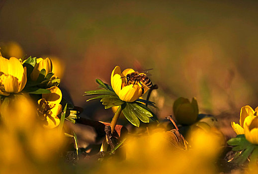 蜜蜂,冬乌头,冬菟葵,德国,欧洲