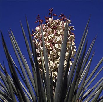 特写,丝兰植物,大湾国家公园,德克萨斯,美国