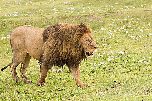 狮子,走,草,区域,角度,右边,正面,侧视图,恩戈罗恩戈罗,保护区,坦桑尼亚