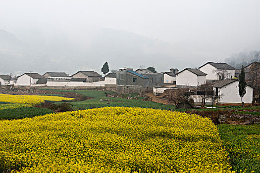 云南罗平县,乡村油菜地,徐学哲摄影,尼康,年,月