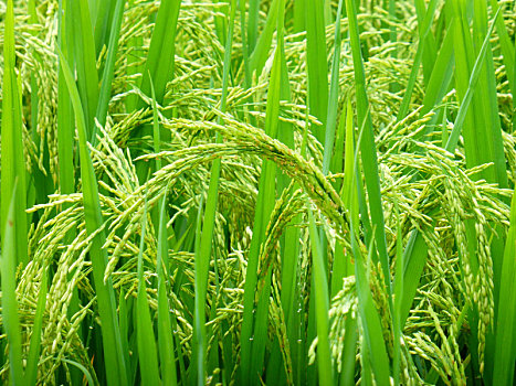 稻田里,水稻