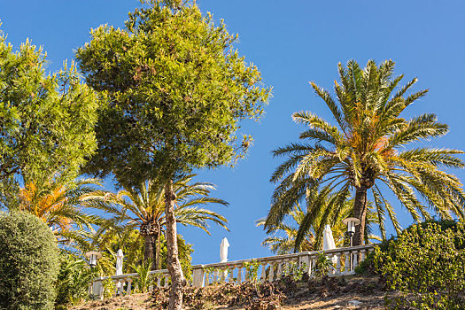 松树,棕榈树,西班牙,正面,蓝天