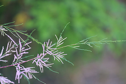 植物