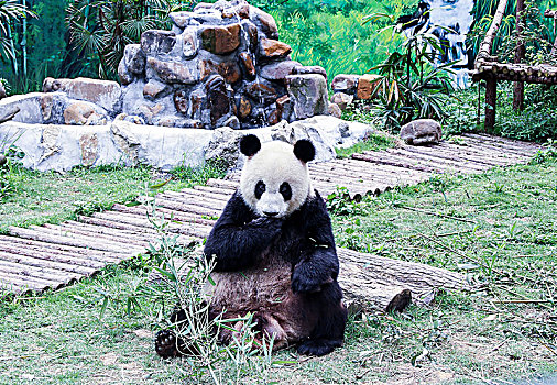 活动着的大熊猫