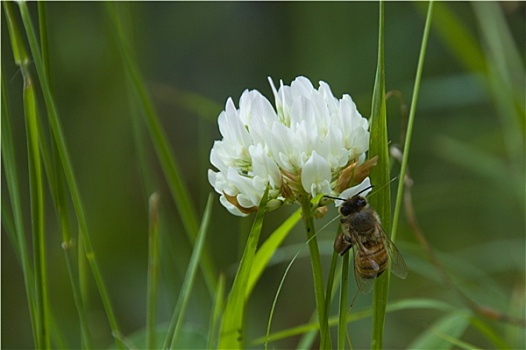 苜蓿花,蜜蜂