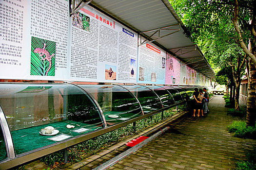 重庆市鳄鱼中心