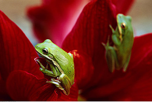 绿色,树蛙,孤挺花
