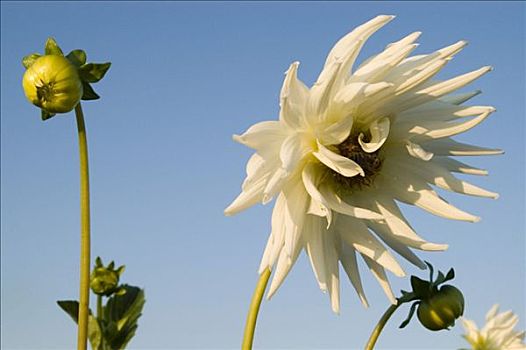 花,大丽花