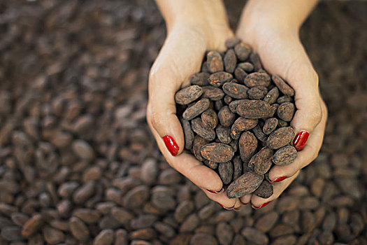 有机,巧克力,制造,一个人,拿着,一把,可可豆,种子,原料,巧克力制作
