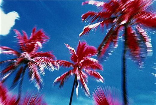 抽象,棕榈树,天空