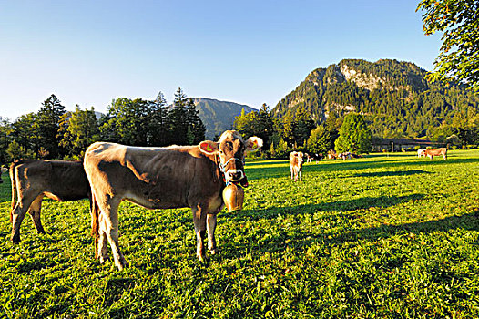 母牛,草场,赶牛,分类,牛,斯瓦比亚,巴伐利亚,德国,欧洲