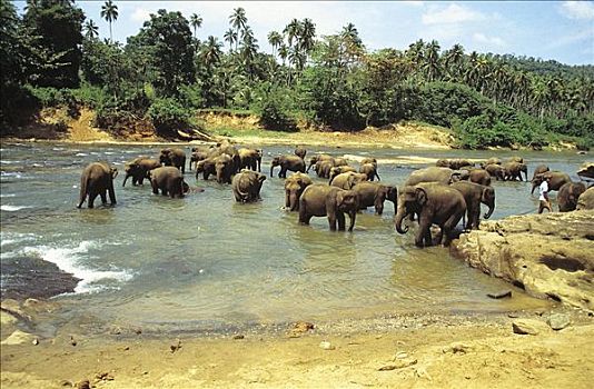 工作,大象,哺乳动物,品纳维拉,康提,斯里兰卡,亚洲,动物