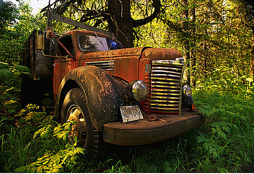 生锈,老式,卡车,树林