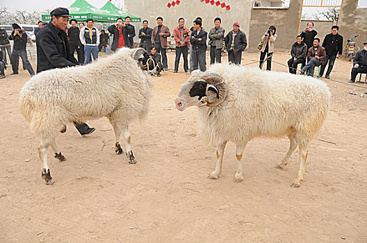 安徽砀山梨花节上的斗羊比赛