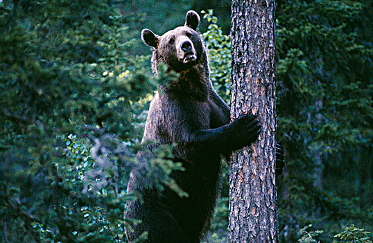 熊,拿着,树干,树林