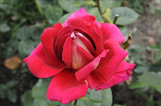 红玫瑰,粉色,花,宫苑,巴登符腾堡,德国,欧洲