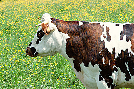 母牛,地点,侧面视角