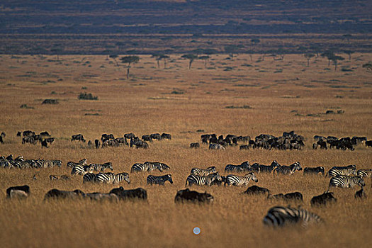 非洲,肯尼亚,马塞马拉野生动物保护区,牧群,平原斑马,斑马,角马,高草,热带草原