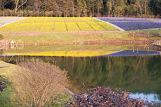 池塘花田