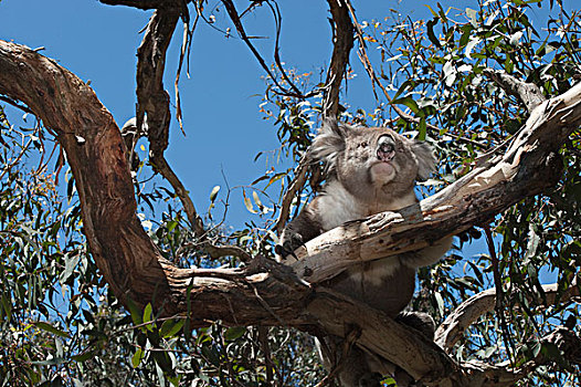 树袋熊,树上,菲利普岛,澳大利亚