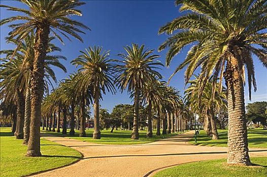 棕榈树,墨尔本,维多利亚,澳大利亚