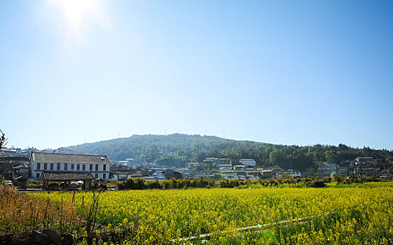 云南,腾冲,和顺,古镇,油菜花田