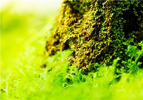 绿色,苔藓